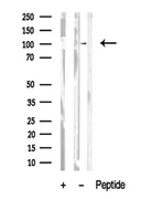 RBBP8 / CTIP Antibody - Western blot analysis of extracts of mouse brain tissue sample using CTIP antibody.