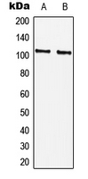 RBBP8 / CTIP Antibody - Western blot analysis of CTIP (pS327) expression in HEK293T (A); Raw264.7 (B) whole cell lysates.