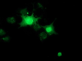 RBBP9 Antibody - Anti-RBBP9 mouse monoclonal antibody  immunofluorescent staining of COS7 cells transiently transfected by pCMV6-ENTRY RBBP9.