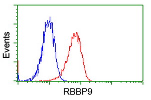 RBBP9 Antibody - Flow cytometric Analysis of Jurkat cells, using anti-RBBP9 antibody, (Red), compared to a nonspecific negative control antibody, (Blue).