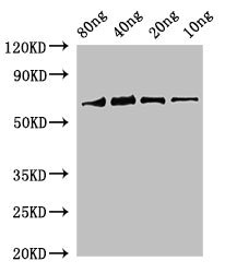 rbcL Antibody - Western Blot Positive WB detected in Recombinant protein All Lanes:rbcL antibody at 2µg/ml Secondary Goat polyclonal to rabbit IgG at 1/50000 dilution Predicted band size: 69 kDa Observed band size: 69 kDa