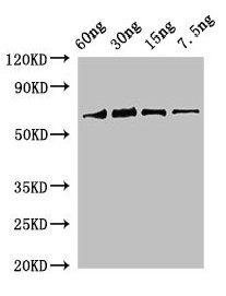 rbcL Antibody - Western Blot Positive WB detected in Recombinant protein All lanes: rbcL antibody at 2µg/ml Secondary Goat polyclonal to rabbit IgG at 1/50000 dilution Predicted band size: 69 kDa Observed band size: 69 kDa
