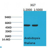 rbcL Antibody - Western Blot (WB) analysis of Arabidopsis with Rubisco(Large Chain) Mouse Monoclonal Antibody diluted at 1) 1:2000 2) 1:5000.