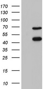 RBFOX1 / A2BP1 Antibody - HEK293T cells were transfected with the pCMV6-ENTRY control (Left lane) or pCMV6-ENTRY RBFOX1 (Right lane) cDNA for 48 hrs and lysed. Equivalent amounts of cell lysates (5 ug per lane) were separated by SDS-PAGE and immunoblotted with anti-RBFOX1.