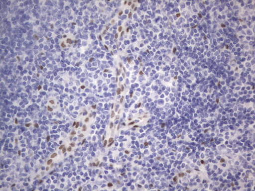 RBFOX1 / A2BP1 Antibody - IHC of paraffin-embedded Human tonsil using anti-RBFOX1 mouse monoclonal antibody. (Heat-induced epitope retrieval by 1 mM EDTA in 10mM Tris, pH8.5, 120°C for 3min).
