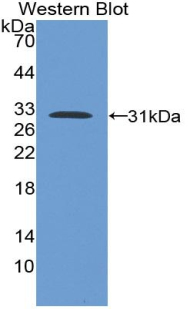 RBFOX1 / A2BP1 Antibody - Western blot of recombinant RBFOX1 / A2BP1.