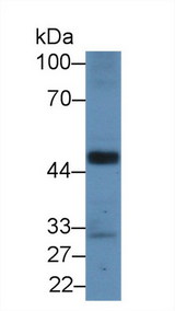 RBFOX1 / A2BP1 Antibody - Western Blot; Sample: Mouse Heart lysate; Primary Ab: 2µg/mL Rabbit Anti-Rat A2BP1 Antibody Second Ab: 0.2µg/mL HRP-Linked Caprine Anti-Rabbit IgG Polyclonal Antibody