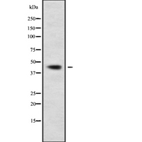 RBFOX1 / A2BP1 Antibody - Western blot analysis FOX1 using RAW264.7 whole cells lysates