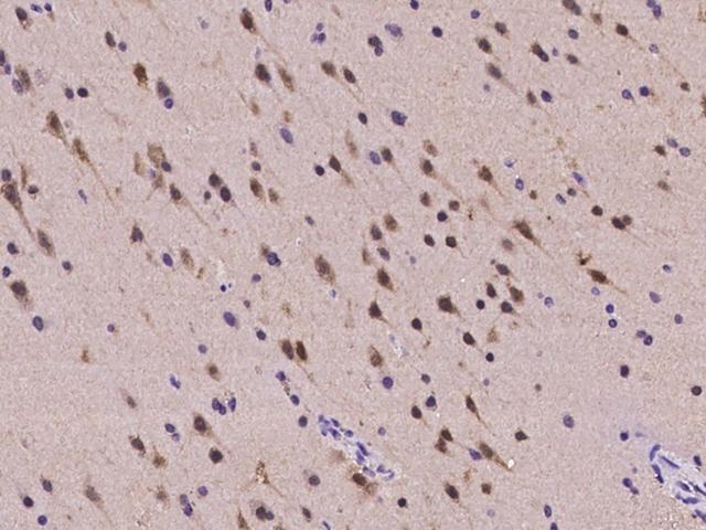 RBFOX1 / A2BP1 Antibody - Immunochemical staining of human RBFOX1 in human brain with rabbit polyclonal antibody at 1:2000 dilution, formalin-fixed paraffin embedded sections.