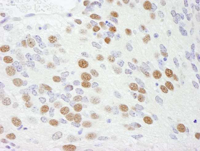 RBFOX2 / RBM9 Antibody - Detection of Mouse RBM9 by Immunohistochemistry. Sample: FFPE section of mouse teratoma. Antibody: Affinity purified rabbit anti-RBM9 used at a dilution of 1:250.