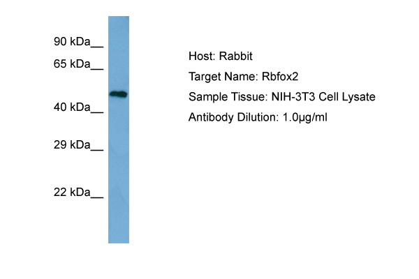 RBFOX2 / RBM9 Antibody -  This image was taken for the unconjugated form of this product. Other forms have not been tested.