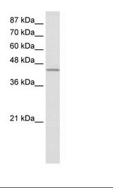 RBFOX2 / RBM9 Antibody - HepG2 Cell Lysate.  This image was taken for the unconjugated form of this product. Other forms have not been tested.