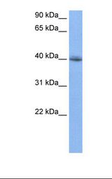 RBFOX2 / RBM9 Antibody - Jurkat cell lysate. Antibody concentration: 0.5 ug/ml. Gel concentration: 12%.  This image was taken for the unconjugated form of this product. Other forms have not been tested.