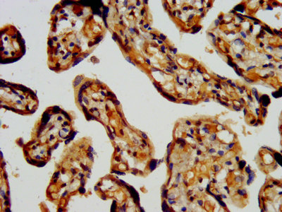 RBFOX2 / RBM9 Antibody - Immunohistochemistry image at a dilution of 1:400 and staining in paraffin-embedded human placenta tissue performed on a Leica BondTM system. After dewaxing and hydration, antigen retrieval was mediated by high pressure in a citrate buffer (pH 6.0) . Section was blocked with 10% normal goat serum 30min at RT. Then primary antibody (1% BSA) was incubated at 4 °C overnight. The primary is detected by a biotinylated secondary antibody and visualized using an HRP conjugated SP system.