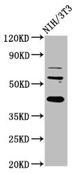 RBFOX2 / RBM9 Antibody - Positive Western Blot detected in NIH/3T3 whole cell lysate. All lanes: RBFOX2 antibody at 6 µg/ml Secondary Goat polyclonal to rabbit IgG at 1/50000 dilution. Predicted band size: 42, 41, 38, 40, 48, 44 KDa. Observed band size: 42 KDa
