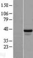 RBFOX2 / RBM9 Protein - Western validation with an anti-DDK antibody * L: Control HEK293 lysate R: Over-expression lysate