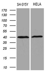 RBFOX3 / NEUN Antibody - Western blot analysis of extracts. (35ug) from 2 different cell lines by using anti-RBFOX3 monoclonal antibody. (1:500)