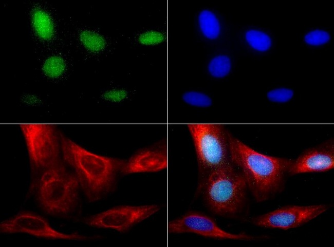 RBFOX3 / NEUN Antibody - Immunocytochemistry/Immunofluorescence: RBFOX3/NeuN Antibody - NeuN/RBFOX3 antibody was tested in U2OS cells with Dylight 488 (green). Nuclei and alpha-tubulin were counterstained with DAPI(blue) and Dylight 594 (red).  This image was taken for the unconjugated form of this product. Other forms have not been tested.