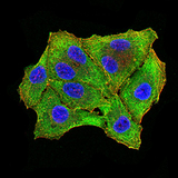 RBFOX3 / NEUN Antibody - Immunofluorescence analysis of Hela cells using RBFOX3 mouse mAb (green). Blue: DRAQ5 fluorescent DNA dye. Red: Actin filaments have been labeled with Alexa Fluor- 555 phalloidin. Secondary antibody from Fisher