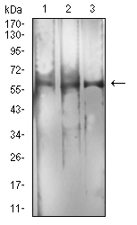 RBFOX3 / NEUN Antibody - Western blot analysis using RBFOX3 mouse mAb against C2C12 (1), RAW264.7 (2), and U251 (3) cell lysate.
