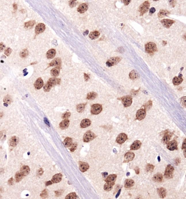RBFOX3 / NEUN Antibody - Immunohistochemistry: RBFOX3/NeuN Antibody - Analysis of RBFOX3/NeuN in mouse brain using DAB with hematoxylin counterstain.  This image was taken for the unconjugated form of this product. Other forms have not been tested.
