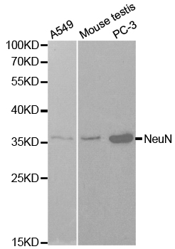 RBFOX3 / NEUN Antibody - Western blot analysis of extracts of various cells.
