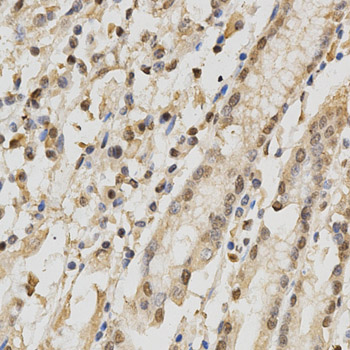 RBFOX3 / NEUN Antibody - Immunohistochemistry of paraffin-embedded human stomach tissue.
