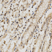 RBFOX3 / NEUN Antibody - Immunohistochemistry of paraffin-embedded human stomach tissue.