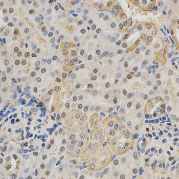 RBFOX3 / NEUN Antibody - Immunohistochemistry of paraffin-embedded mouse kidney tissue.