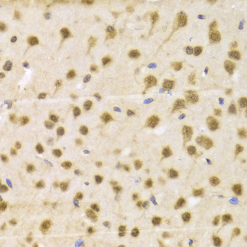 RBFOX3 / NEUN Antibody - Immunohistochemistry of paraffin-embedded Mouse brain tissue.