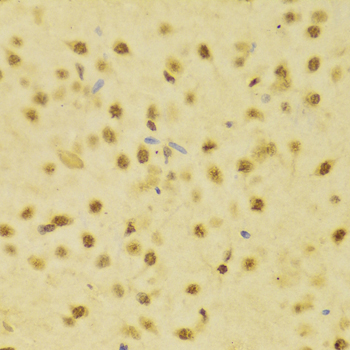 RBFOX3 / NEUN Antibody - Immunohistochemistry of paraffin-embedded Rat brain tissue.