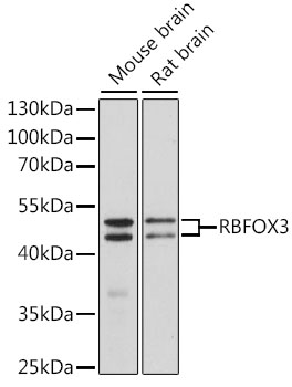 RBFOX3 / NEUN Antibody - Western blot analysis of extracts of various cell lines, using RBFOX3 antibody at 1:1000 dilution. The secondary antibody used was an HRP Goat Anti-Rabbit IgG (H+L) at 1:10000 dilution. Lysates were loaded 25ug per lane and 3% nonfat dry milk in TBST was used for blocking. An ECL Kit was used for detection and the exposure time was 5s.