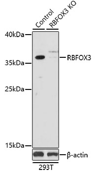 RBFOX3 / NEUN Antibody - Western blot analysis of extracts from normal (control) and RBFOX3 knockout (KO) 293T cells, using RBFOX3 antibodyat 1:1000 dilution. The secondary antibody used was an HRP Goat Anti-Rabbit IgG (H+L) at 1:10000 dilution. Lysates were loaded 25ug per lane and 3% nonfat dry milk in TBST was used for blocking. An ECL Kit was used for detection and the exposure time was 3min.