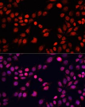 RBFOX3 / NEUN Antibody - Immunofluorescence analysis of HeLa cells using RBFOX3 antibodyat dilution of 1:100 (40x lens). Blue: DAPI for nuclear staining.