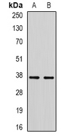 RBFOX3 / NEUN Antibody - Western blot analysis of RBFOX3 expression in A549 (A); mouse testis (B) whole cell lysates.
