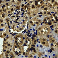 RBFOX3 / NEUN Antibody - Immunohistochemical analysis of RBFOX3 staining in mouse kidney formalin fixed paraffin embedded tissue section. The section was pre-treated using heat mediated antigen retrieval with sodium citrate buffer (pH 6.0). The section was then incubated with the antibody at room temperature and detected using an HRP conjugated compact polymer system. DAB was used as the chromogen. The section was then counterstained with hematoxylin and mounted with DPX.