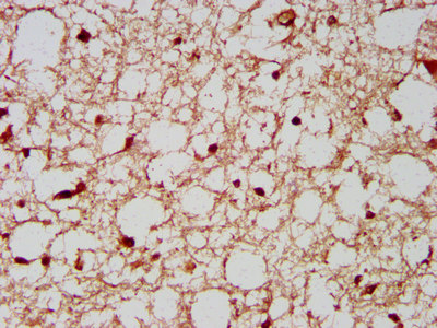 RBFOX3 / NEUN Antibody - Immunohistochemistry image at a dilution of 1:200 and staining in paraffin-embedded human brain tissue performed on a Leica BondTM system. After dewaxing and hydration, antigen retrieval was mediated by high pressure in a citrate buffer (pH 6.0) . Section was blocked with 10% normal goat serum 30min at RT. Then primary antibody (1% BSA) was incubated at 4 °C overnight. The primary is detected by a biotinylated secondary antibody and visualized using an HRP conjugated SP system.