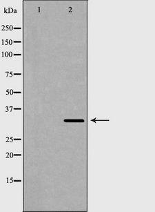 RBFOX3 / NEUN Antibody - Western blot analysis of mouse brain lysate using NeuN antibody. The lane on the left is treated with the antigen-specific peptide.