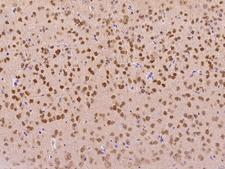 RBFOX3 / NEUN Antibody - Immunochemical staining of mouse RBFOX3 in mouse brain with rabbit polyclonal antibody at 1:1000 dilution, formalin-fixed paraffin embedded sections.