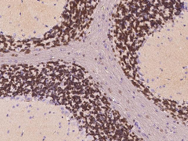 RBFOX3 / NEUN Antibody - Immunochemical staining of mouse RBFOX3 in mouse cerebellum with rabbit polyclonal antibody at 1:1000 dilution, formalin-fixed paraffin embedded sections.