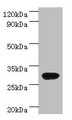 RBKS / Ribokinase Antibody - Western blot All lanes: rbsK antibody at 2µg/ml + DH5a whole cell lysate Secondary Goat polyclonal to rabbit IgG at 1/10000 dilution Predicted band size: 33 kDa Observed band size: 33 kDa