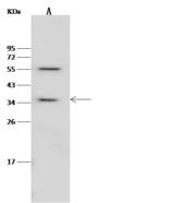 RBKS / Ribokinase Antibody - Anti-RBKS rabbit polyclonal antibody at 1:500 dilution. Lane A: HepG2 Whole Cell Lysate. Lysates/proteins at 30 ug per lane. Secondary: Goat Anti-Rabbit IgG (H+L)/HRP at 1/10000 dilution. Developed using the ECL technique. Performed under reducing conditions. Predicted band size: 35 kDa. Observed band size: 35 kDa.I