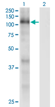 RBL1 / p107 Antibody - Western Blot analysis of RBL1 expression in transfected 293T cell line by RBL1 monoclonal antibody (M01), clone 1A5.Lane 1: RBL1 transfected lysate (Predicted MW: 111.54 KDa).Lane 2: Non-transfected lysate.