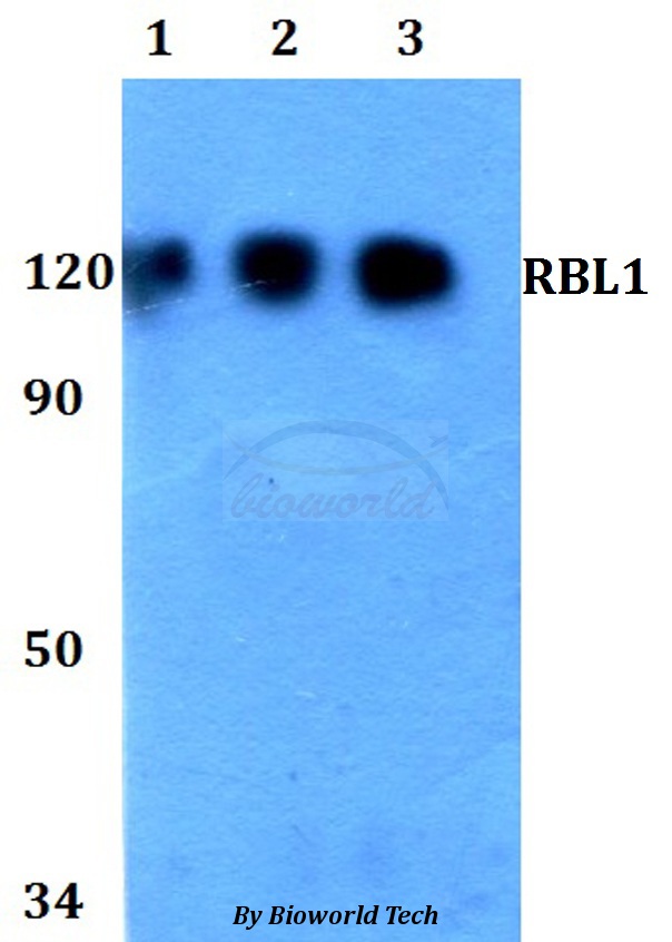RBL1 / p107 Antibody - Western blot of RBL1 antibody at 1:500 dilution. Lane 1: HEK293T whole cell lysate. Lane 2: Raw264.7 whole cell lysate. Lane 3: PC12 whole cell lysate.