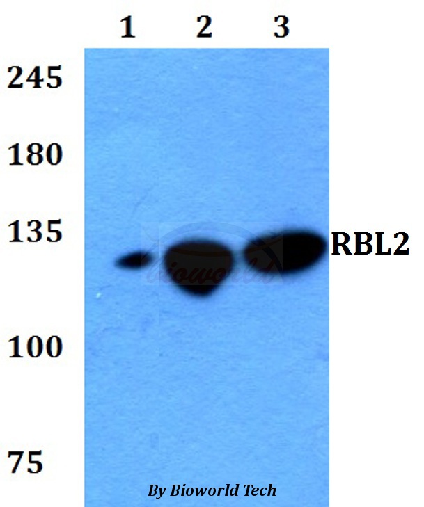 RBL2 / RB2 p130 Antibody - Western blot of RBL2 antibody at 1:500 dilution. Lane 1: HEK293T whole cell lysate. Lane 2: Raw264.7 whole cell lysate. Lane 3: PC12 whole cell lysate.