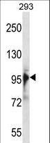 RBM10 Antibody - RBM10 Antibody western blot of 293 cell line lysates (35 ug/lane). The RBM10 antibody detected the RBM10 protein (arrow).