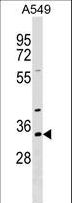 RBM11 Antibody - RBM11 Antibody western blot of A549 cell line lysates (35 ug/lane). The RBM11 antibody detected the RBM11 protein (arrow).