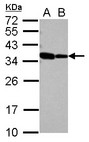 RBM11 Antibody - Sample (30 ug of whole cell lysate) A: NT2D1 B: IMR32 12% SDS PAGE RBM11 antibody diluted at 1:1000