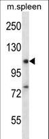 RBM12 Antibody - RBM12 Antibody western blot of mouse spleen tissue lysates (35 ug/lane). The RBM12 antibody detected the RBM12 protein (arrow).