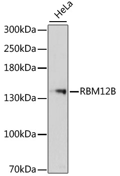 RBM12B Antibody - Western blot analysis of extracts of HeLa cells, using RBM12B antibody at 1:3000 dilution. The secondary antibody used was an HRP Goat Anti-Rabbit IgG (H+L) at 1:10000 dilution. Lysates were loaded 25ug per lane and 3% nonfat dry milk in TBST was used for blocking. An ECL Kit was used for detection and the exposure time was 90s.